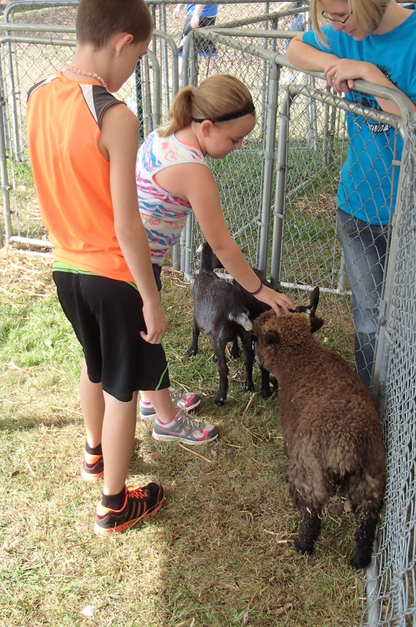 Petting Zoo Lambs II